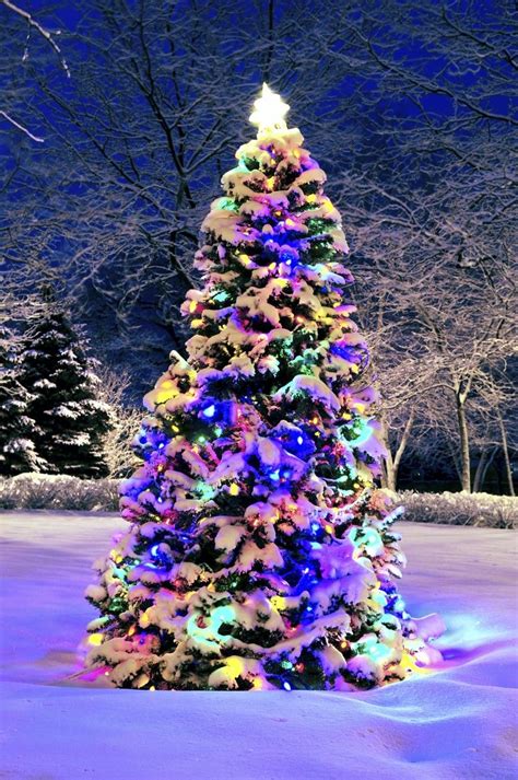 Beautiful Christmas Via 500px Christmas Tree Outside By Elena