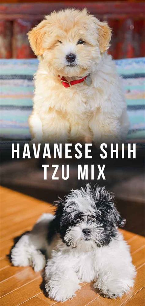 Havanese Shih Tzu Mix Is The Havashu Right For You