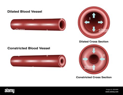 Constricción Y Dilatación De Los Vasos Sanguíneos Fotografía De Stock