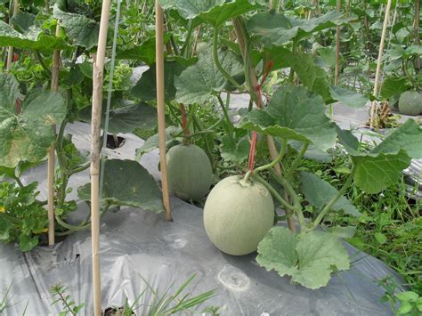 Melon smiley adalah gambar yang belum dipotong, enak tembikai, yang tumbuh di sebuah anggur. Petani Moden: Tembikai Susu ~ Honeydew Melon