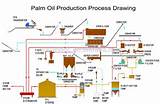 Oil Palm Or Palm Oil