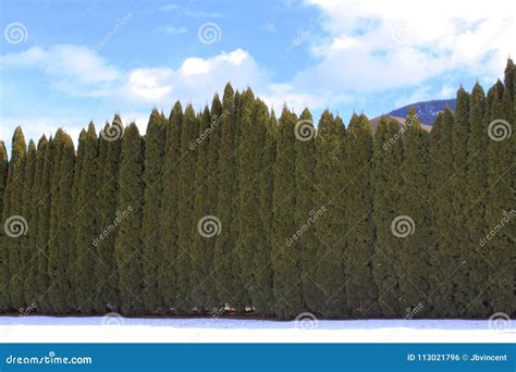 Tall Green Hedges With Snow On Ground Stock Photo Image Of Park