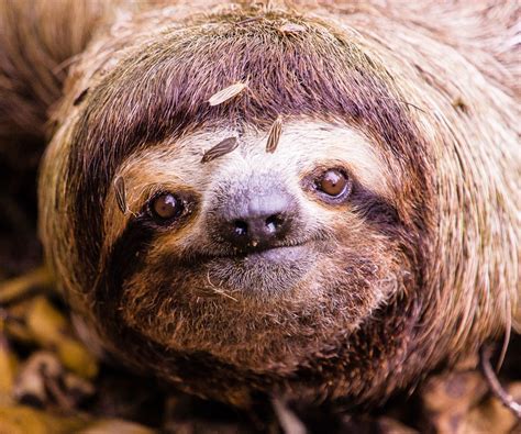 Pin On Amazing Sloths