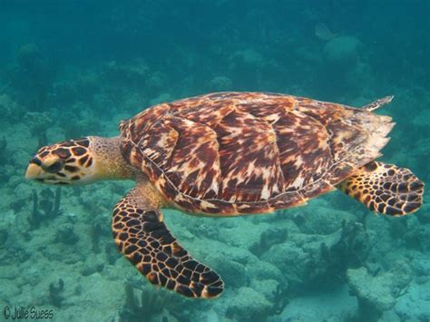 The guayaquil gulf is the largest estuary along the. Don't Take A Turtle Home With You | Drifter's Guide to the ...