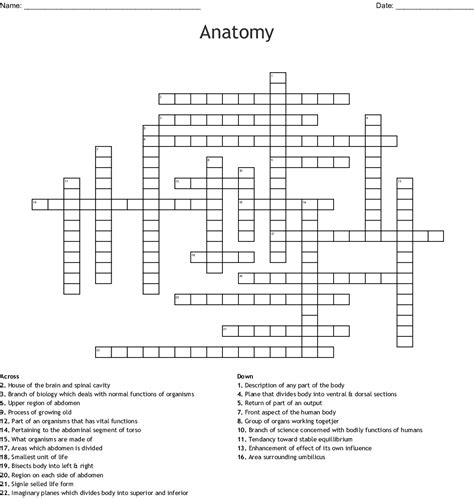 1) shallow basin like depression in a bone often serving an articular. Bone Anatomy Crossword / Introduction to the Skeletal ...
