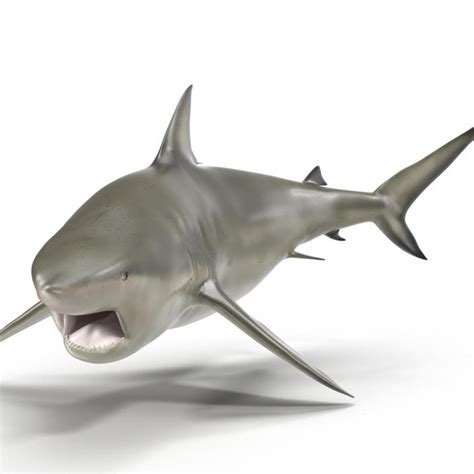 Pigeye Shark Rigged 3d Model 3d Molier International
