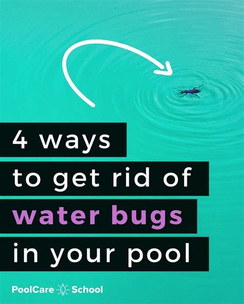 How To Get Rid Of Water Bugs In Your Swimming Pool In 2021 Get Rid Of