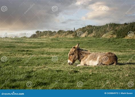 One Sad Brown Donkey Laying On A Green Grass In A Field Stock Image