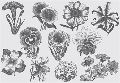 Vintage Flower Vector Art Icons And Graphics For Free Download