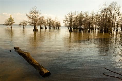 Lake Marion Shoreline In South Carolina Stock Photo Download Image