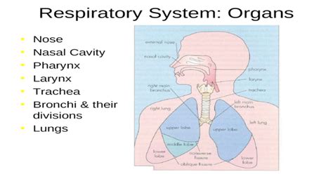 Respiratory System Organs Nose Nasal Cavity Pharynx Larynx Trachea
