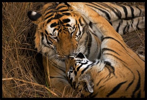 Kiss Of Tigers Flickr Photo Sharing