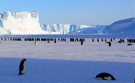Ciekawostki I Fakty O Antarktydzie
