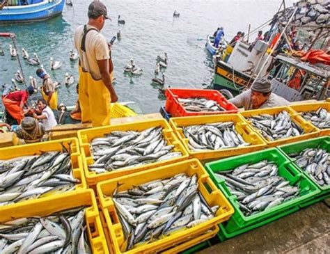Inei Sector Pesca Aumentó 2903 En Julio De 2022 Agenda País