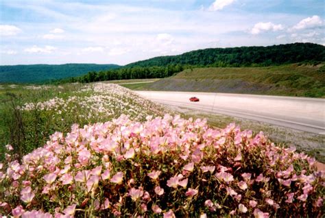 Wildflowers Of Arkansas Only In Arkansas