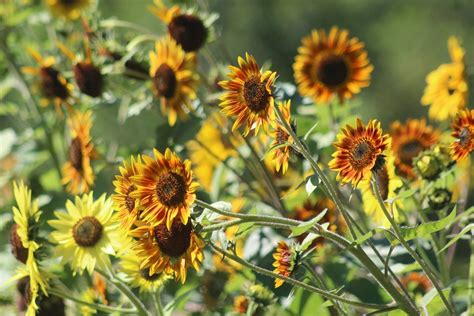 100 Sunflower Autumn Beauty Mix Semillas De Plantas De Flores Etsy España