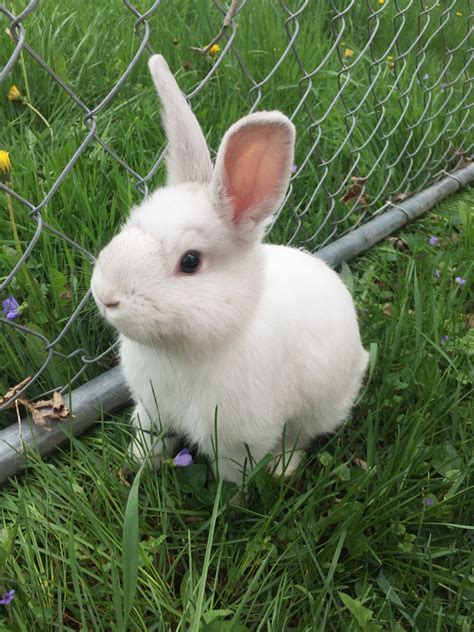 Angora rabbit Rabbits For Sale | Laceyville, PA #218977