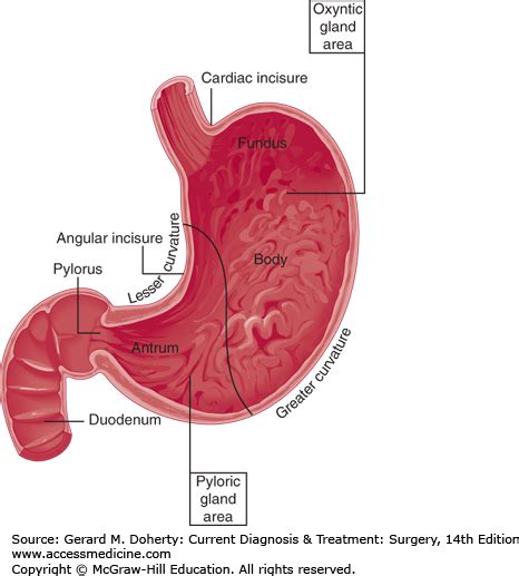 Stomach And Duodenum Basicmedical Key