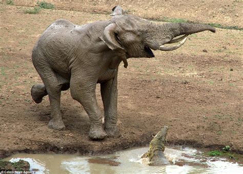 Young Elephant Gets A Nasty Surprise When A Crocodile Grabs His Trunk