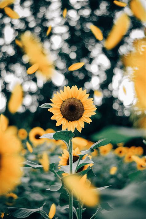 Cute Sunflower Wallpapers on WallpaperDog