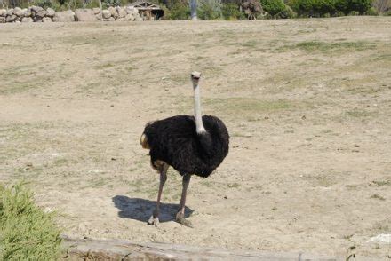 İzmir Doğal Yaşam Parkı Sasalı Hayvanat Bahçesi Giriş Fiyatları