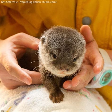 Adorable Baby Otter Pictures Amazing Creatures