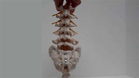 Lumbar Spine Anatomy Youtube