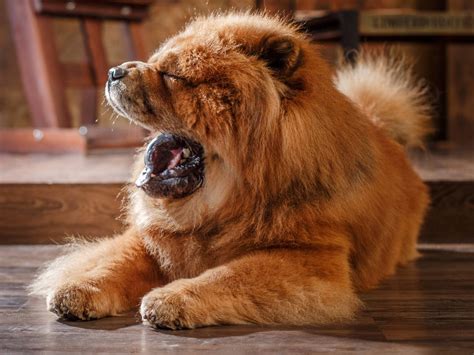 10 Big Fluffy Dog Breeds That Are Absolutely Beautiful Fluffy Dog Photos