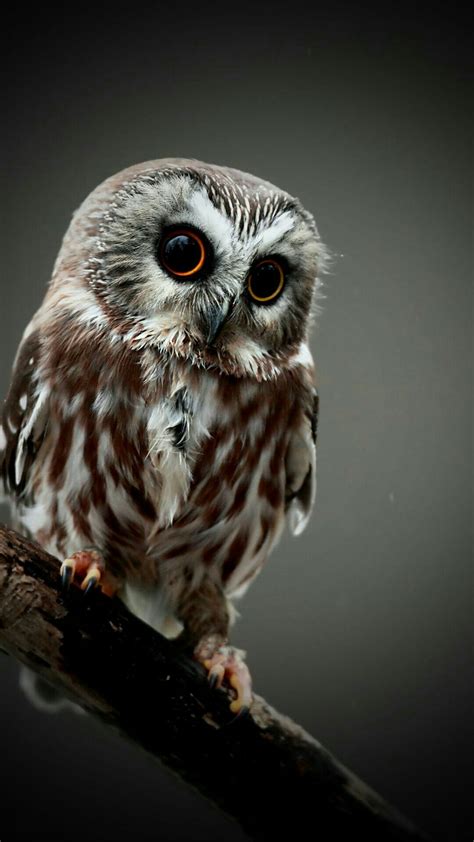 Cute Owl Wallpapers 65 Images