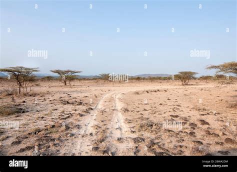 Savanna In Samburu National Reserve Kenya Africa Stock Photo Alamy