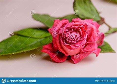 A Withered Pink Rose Lies On A Paper Background Close Up Photo Of