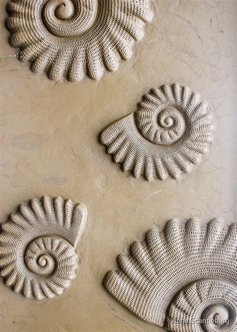 Shell Patterns By Anne Scantlebury Redbubble