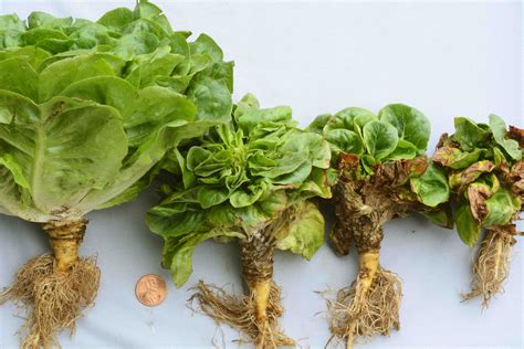 Lettuce Fusarium Wilt Continues To Cause Concern Trical Diagnostics