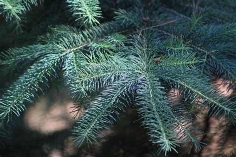 Pine Tree Close Up Photograph By Kimberly Wood