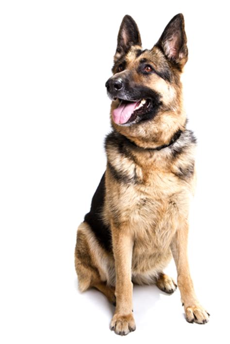 K9 Police Dogs 22 Fun Facts About Breeds Training And More
