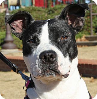 American pit bull terrier or american staffordshire terrier x bulldog mix = old anglican bulldogge. POPPIE | Adopted Dog | North Augusta, SC | Boston Terrier ...