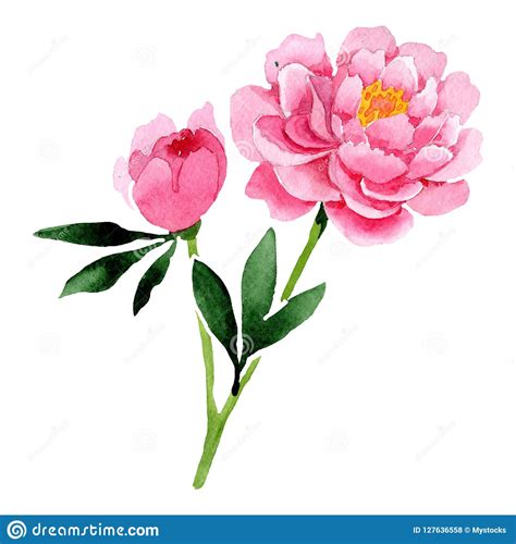 Watercolor Pink Peony Flower Floral Botanical Flower Isolated