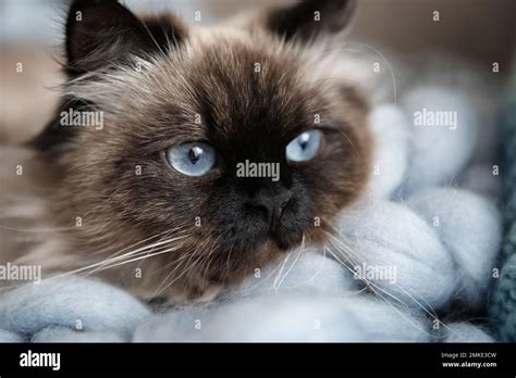 Cute Balinese Cat Closeup View Fluffy Pet Stock Photo Alamy