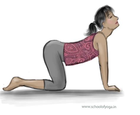 Marjariasana Cat Pose School Of Yoga