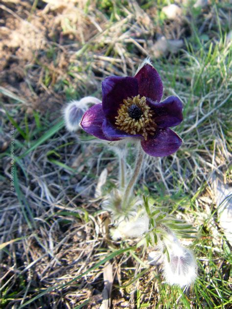 Maybe you would like to learn more about one of these? In nome dei fiori: viola