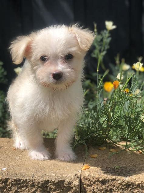 Maltese Shihtzu Cross Puppy 8 Weeks Old