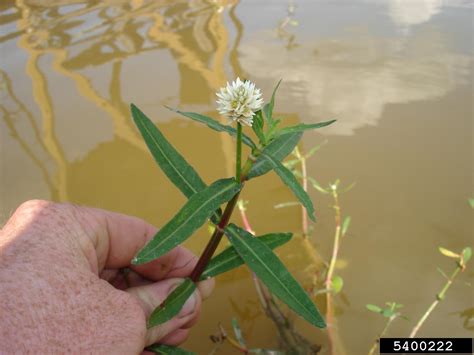 Alligatorweed Alternanthera Philoxeroides Caryophyllales