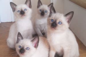There are two cats and four dogs. Siamese Kittens | Manhattan Puppies & Kittens