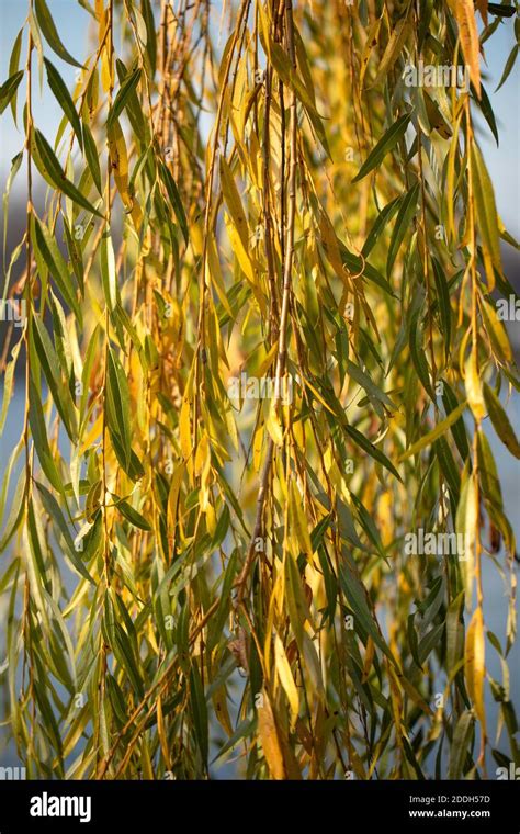 Hanging Branches Of A Weeping Golden Willow In Autumn Colors A Lake In