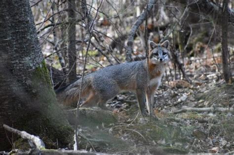 Rare And Threatened Gray Fox Making A Home In Northwestern Ontario
