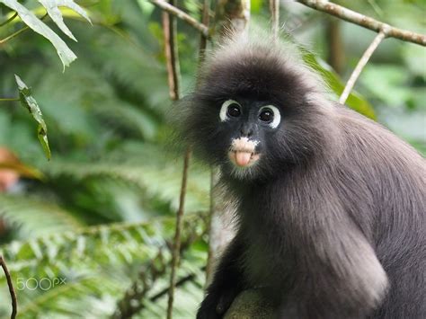 Cheeky monkey! - Dusky Langur (Trachypithecus obscurus) also known as