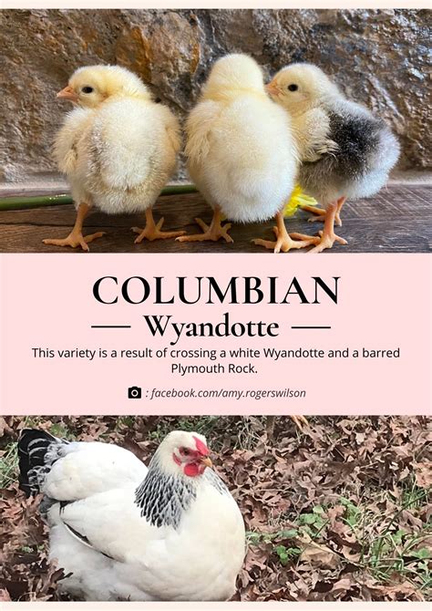 Wyandotte Chickens 23 Things You Need To Know😍 Chickenexperts