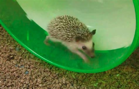 This Running Hedgehog Is Basically A Real Life Sonic