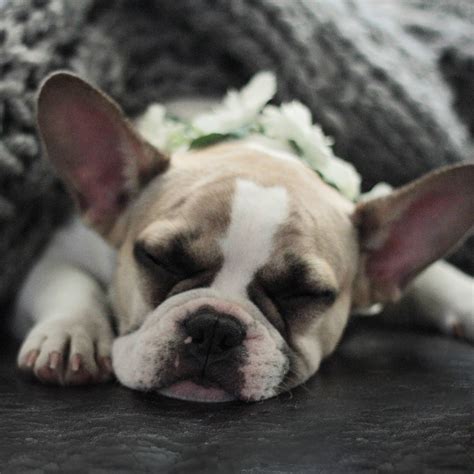 Pin by BARX + BLOOMS on BARX + BLOOMS | French bulldog ...