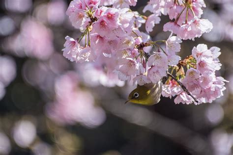 Bird In Ueno Park Pentax User Photo Gallery